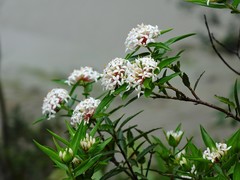 Pimelea longifolia