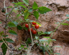 Solanum lycopersicum cerasiforme