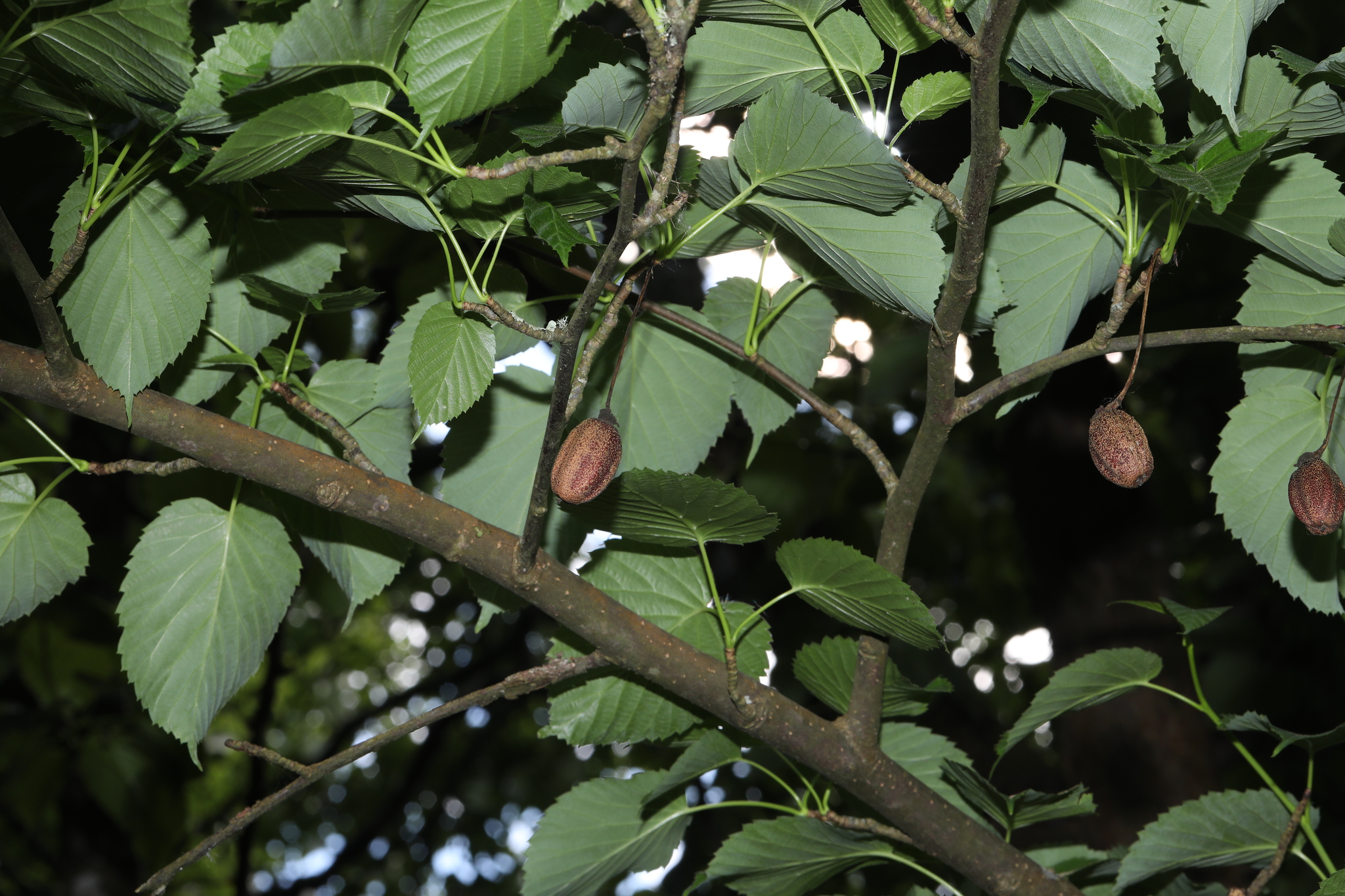 Davidia involucrata