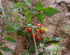 Solanum lycopersicum cerasiforme