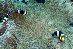 Amphiprion polymnus