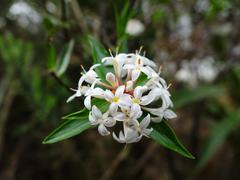 Pimelea longifolia