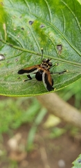 Trichopoda pennipes