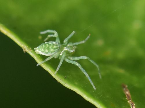 Green Meshweaver, Groesbeek, Nederland, photo 6 of 10