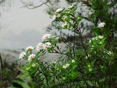 Pimelea longifolia
