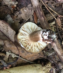 Lactarius fuliginosus