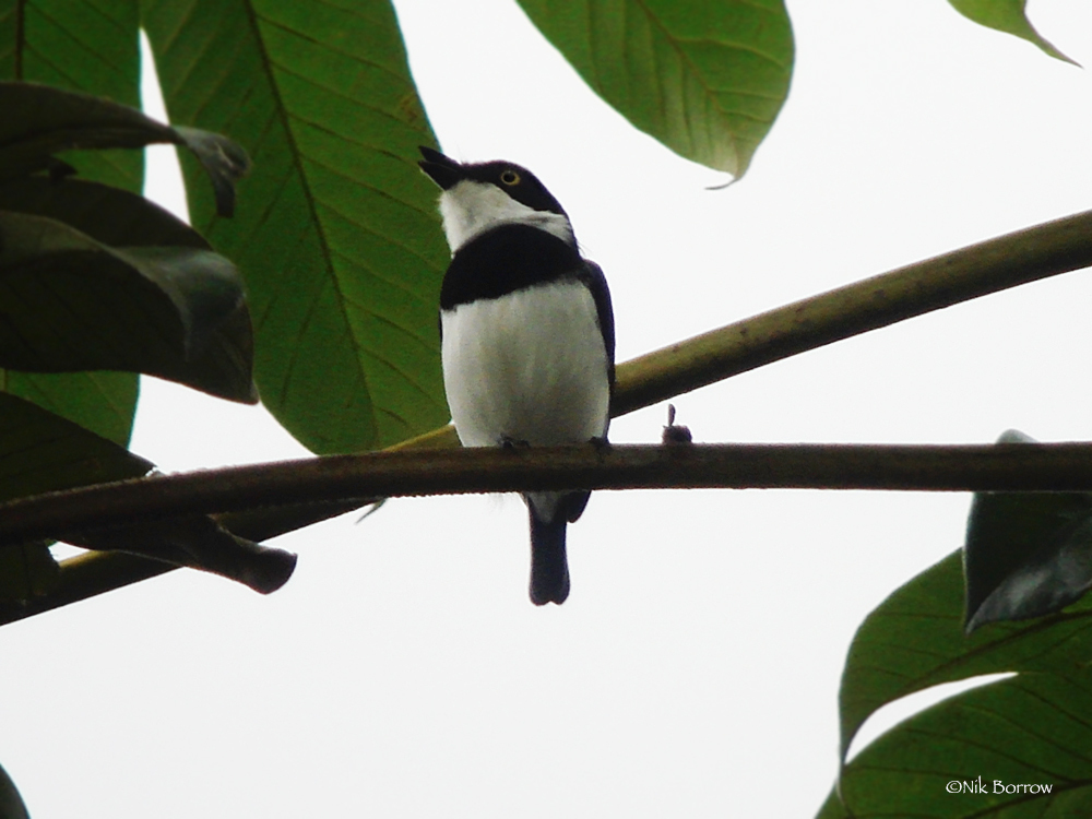 West African Batis photo