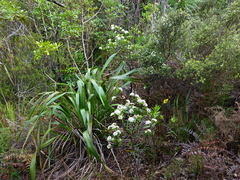 Pimelea longifolia