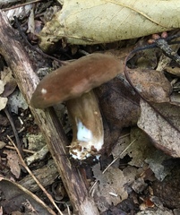 Lactarius fuliginosus
