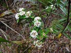Pimelea longifolia