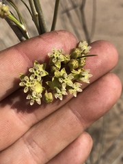 Gomphocarpus filiformis image