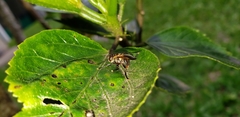 Trichopoda pennipes