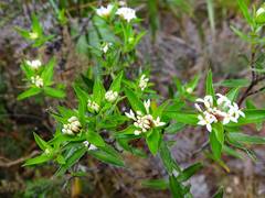 Pimelea longifolia