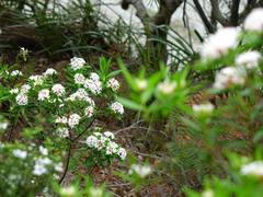 Pimelea longifolia
