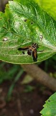 Trichopoda pennipes
