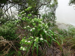 Pimelea longifolia