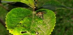 Trichopoda pennipes