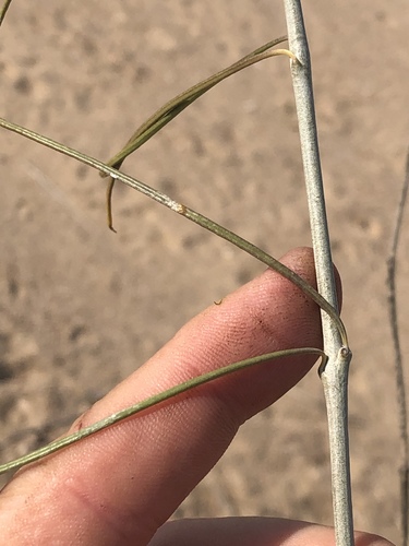 Gomphocarpus filiformis image