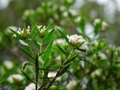 Pimelea longifolia