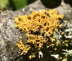 Xanthomendoza oregana