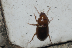 Amara fulva