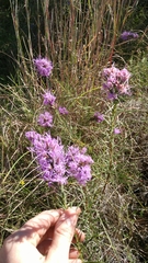 Liatris punctata mucronata