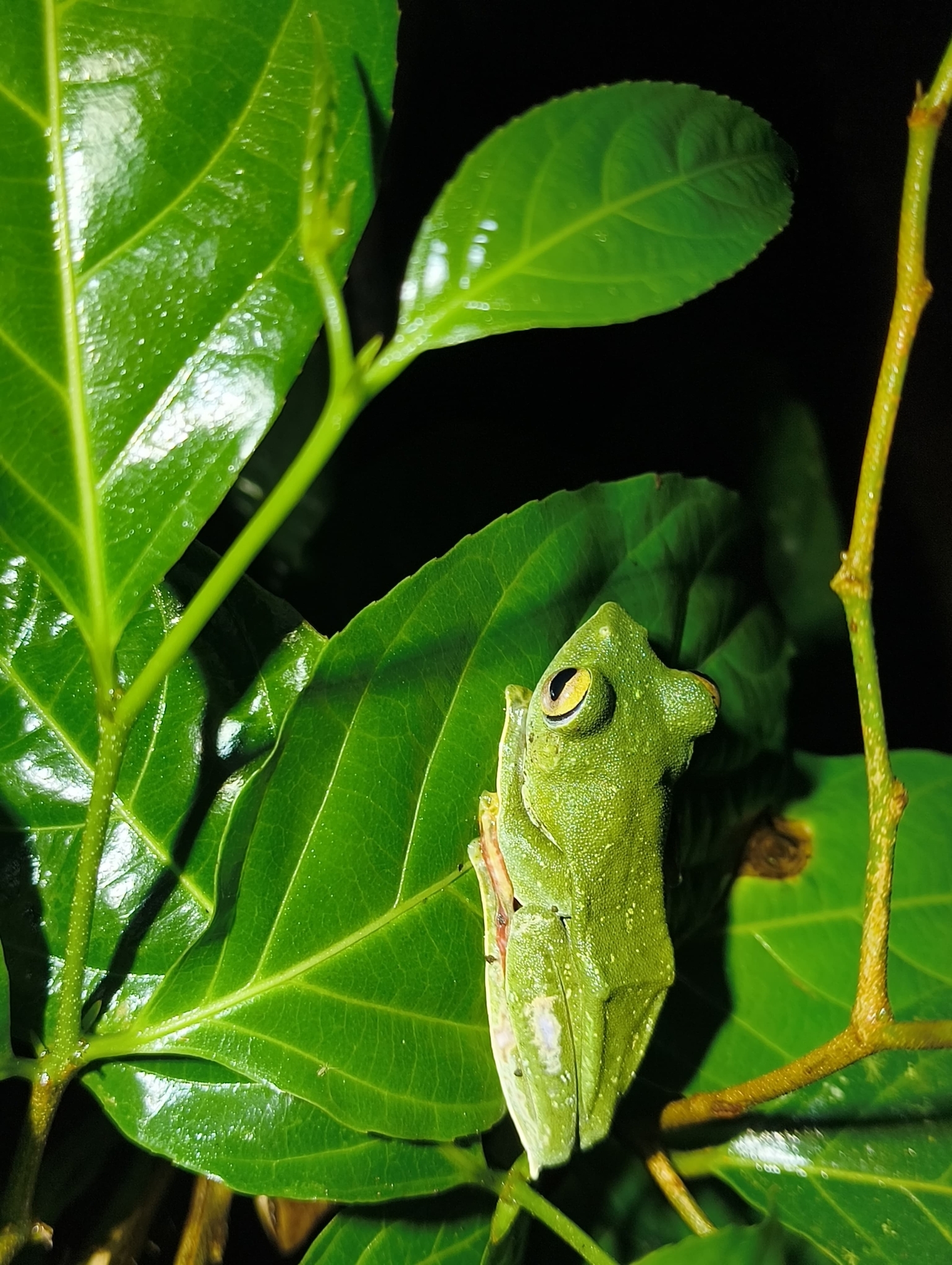 Malabar Gliding Tree Frog