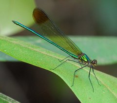 Calopteryx amata