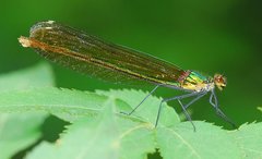 Calopteryx amata