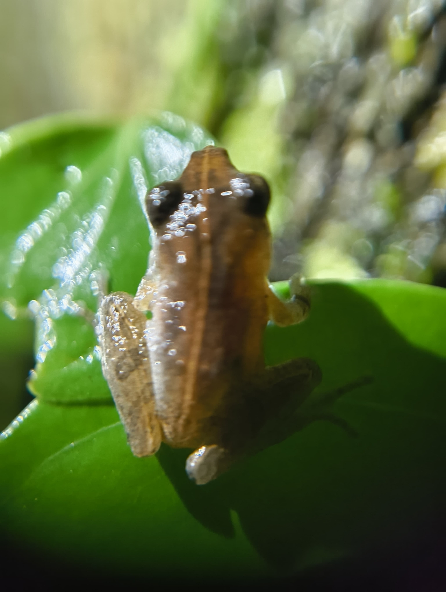 Wynaad Brown Eared Shrub Frog