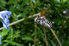 Anthidium maculosum
