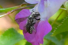 Anthidium maculosum