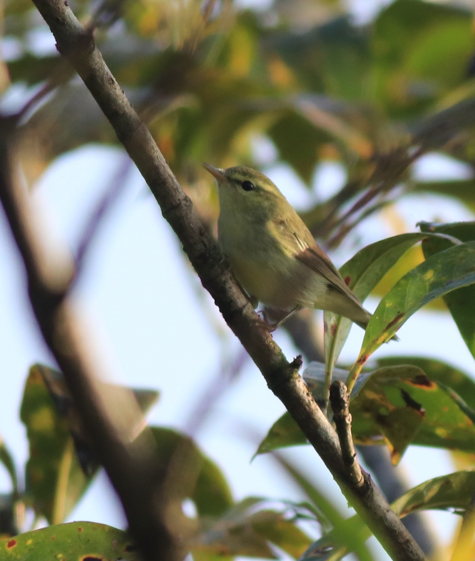Green Warbler (Phylloscopus nitidus), photo 1