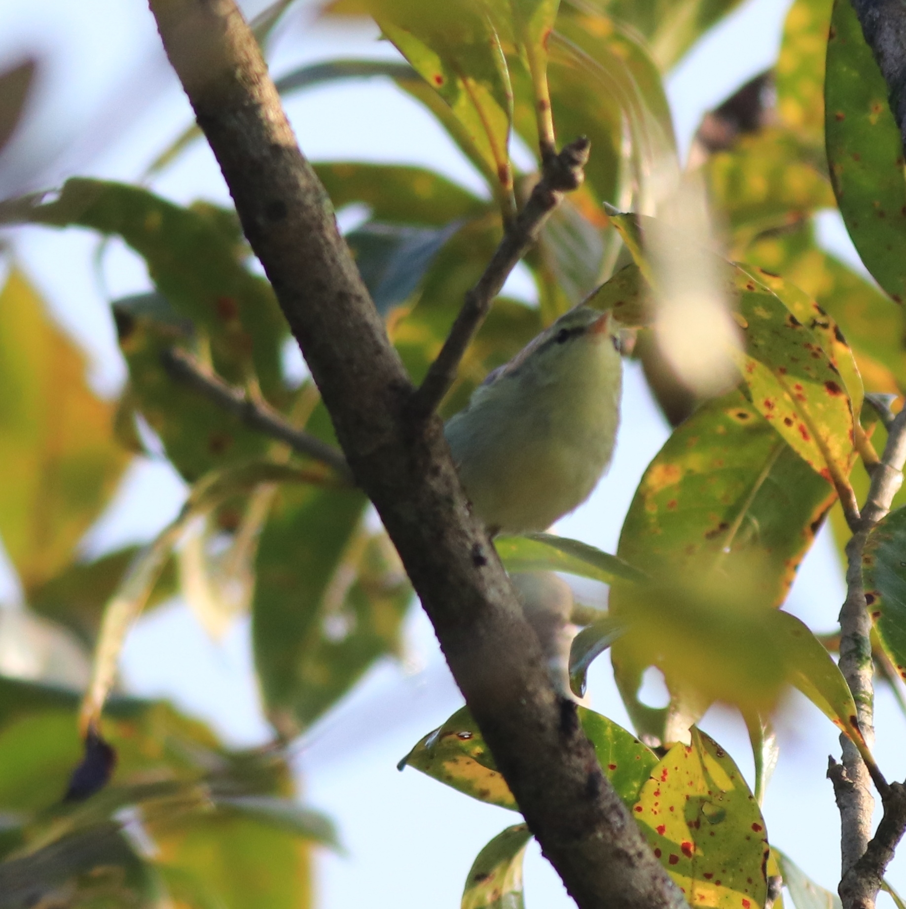 Green Warbler (Phylloscopus nitidus), photo 2