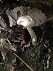 Leccinum snellii