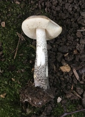 Leccinum snellii