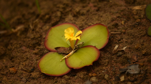 Costus spectabilis