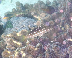 Anyperodon leucogrammicus