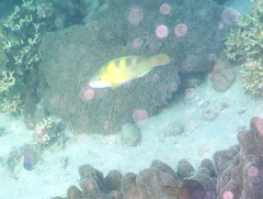 Scarus dimidiatus