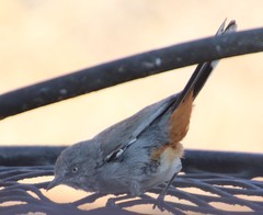 Curruca subcoerulea cinerascens