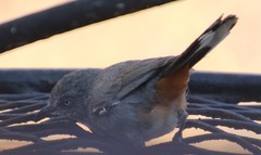Curruca subcoerulea cinerascens