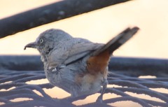 Curruca subcoerulea cinerascens