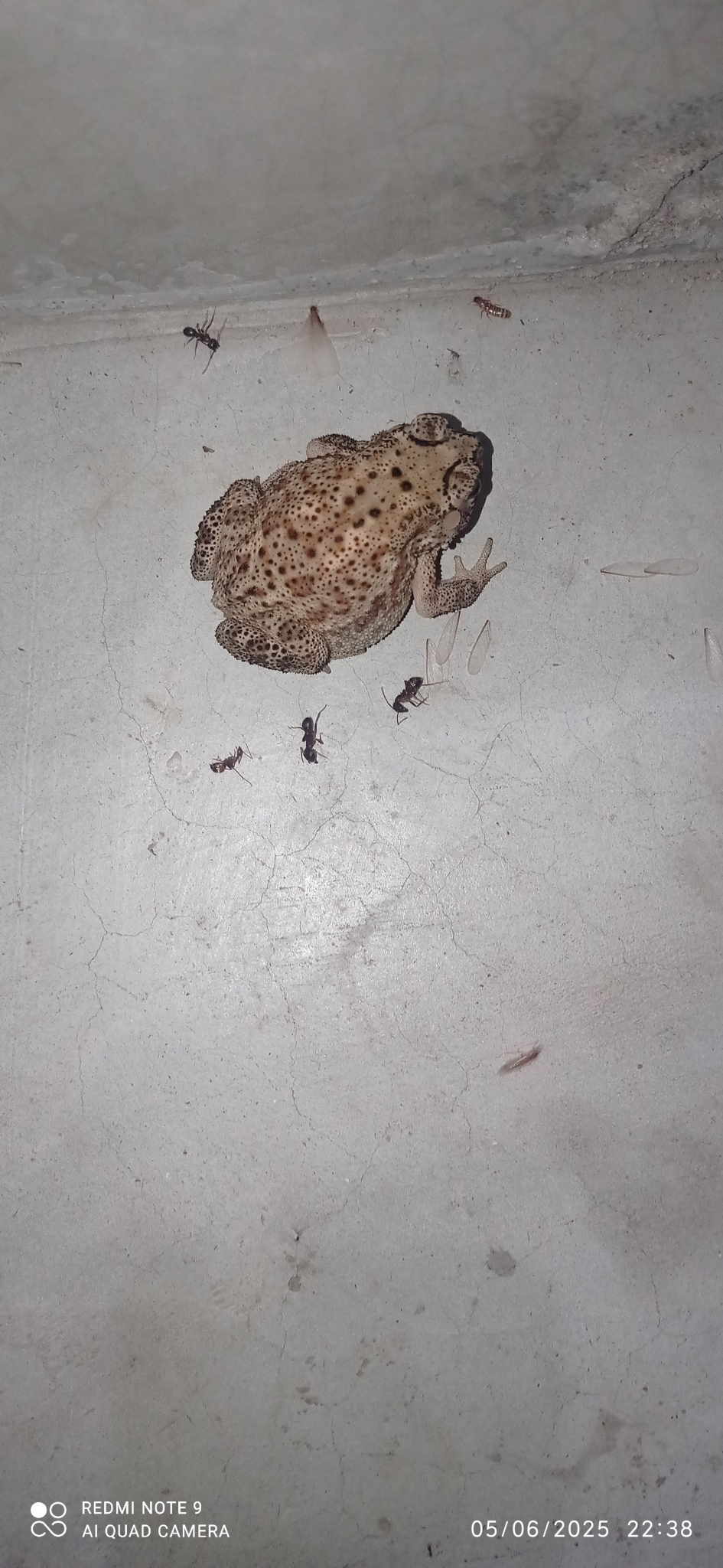 Indian Common True Toad