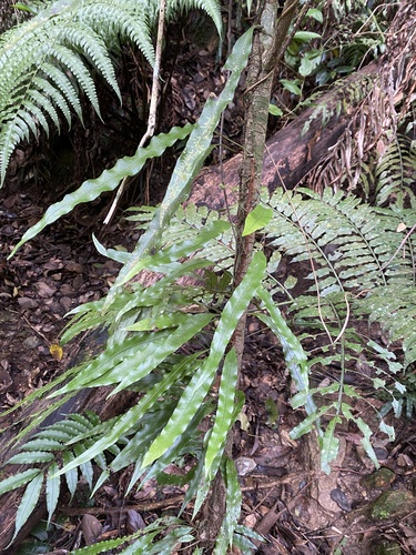 Neocheiropteris superficialis iNat (2)
