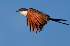 Coppery-Tailed Coucal photo 5