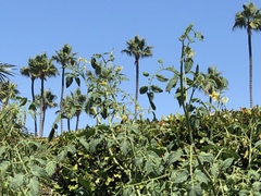 Solanum lycopersicum