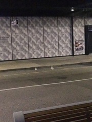 Chroicocephalus novaehollandiae