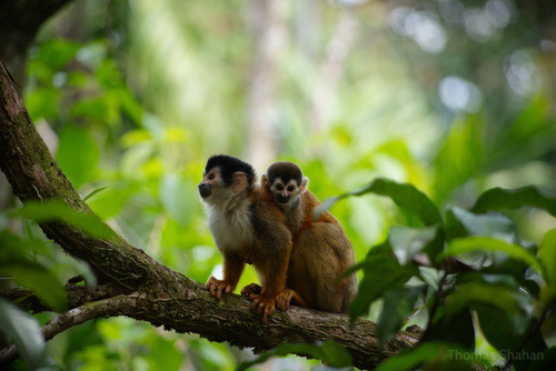 Central American Squirrel Monkey, Puntarenas, CR, photo 8 of 10