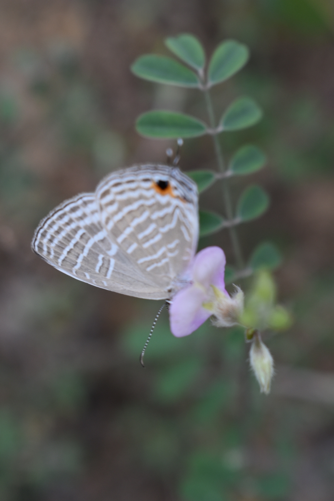 Common Cerulean