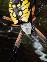 Argiope aurantia